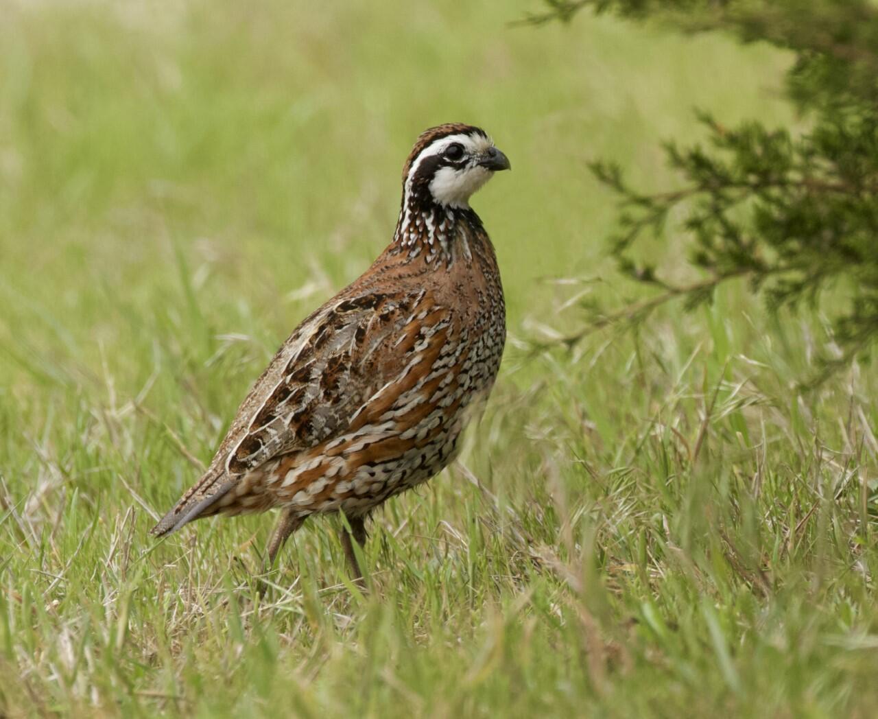 Northern Bobwhite