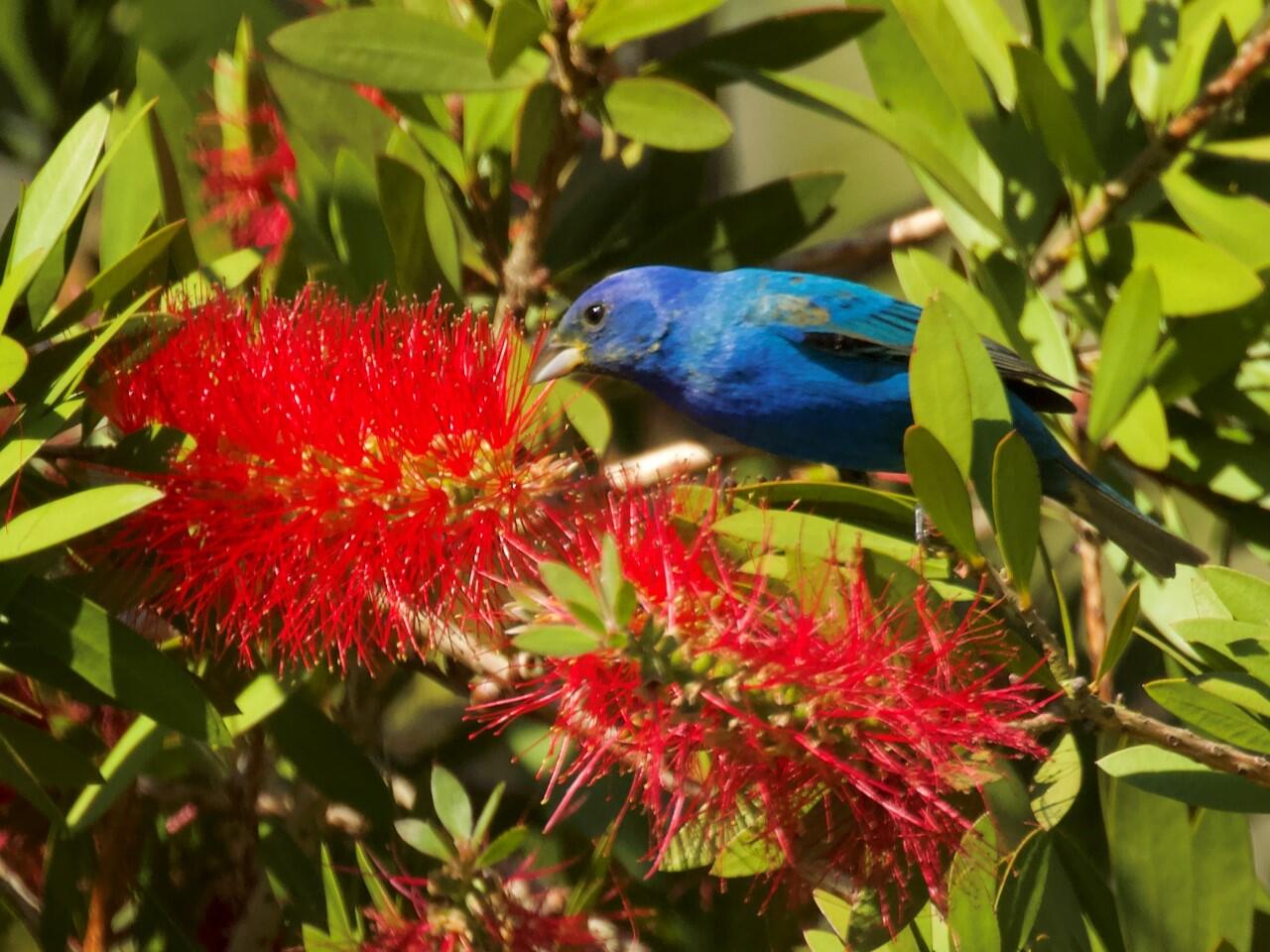 Indigo Bunting