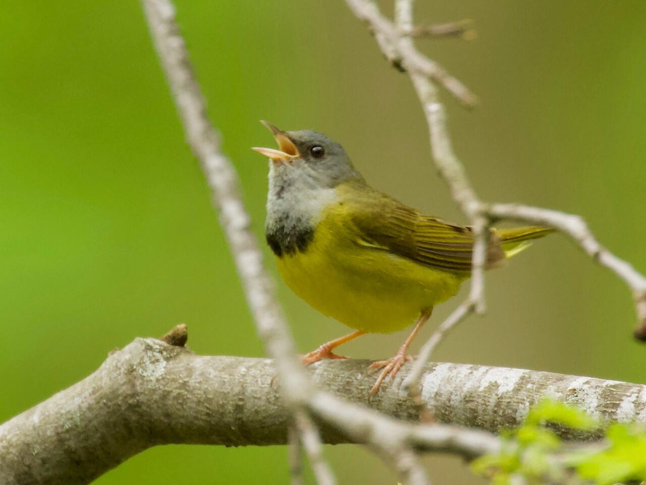 Mourning Warbler