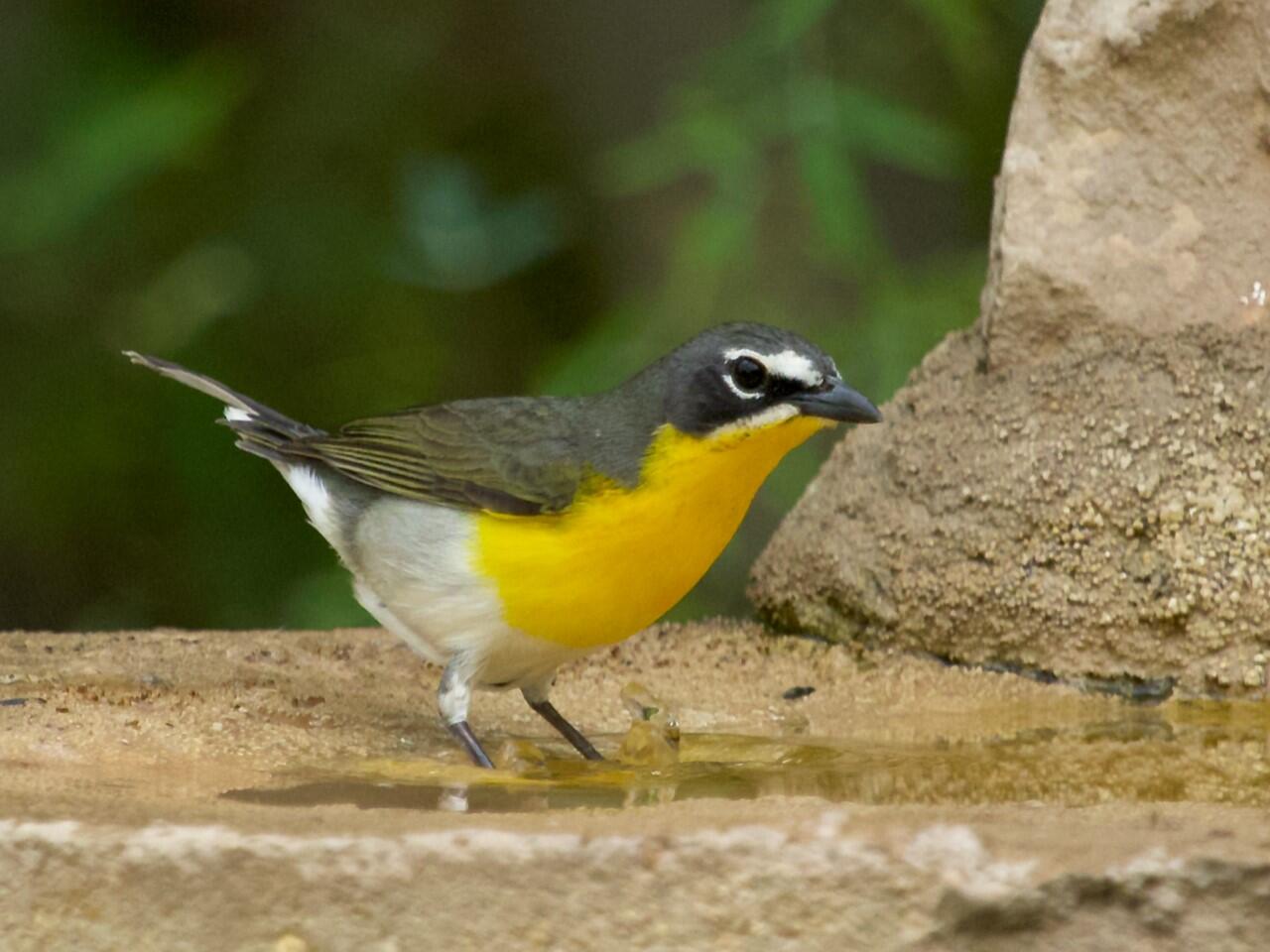 Yellow-breasted Chat