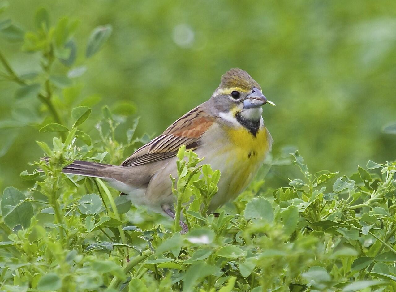 Dickcissel