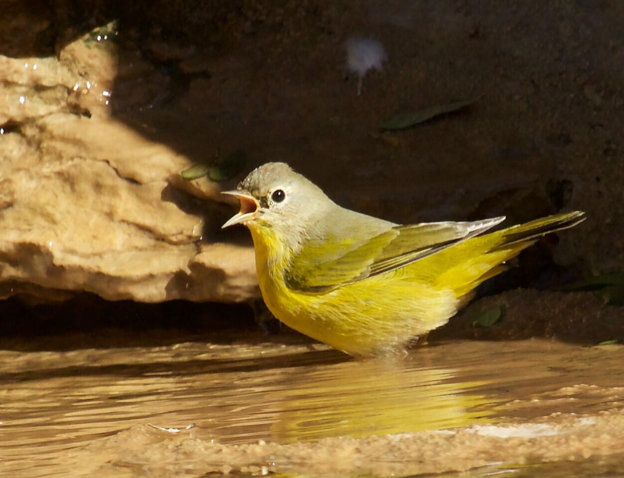 Nashville Warbler