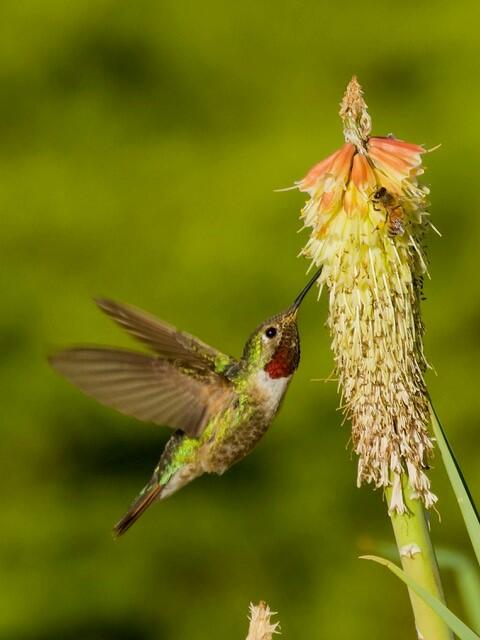 Broad-tailed Hummingbird with Red Hot Poker