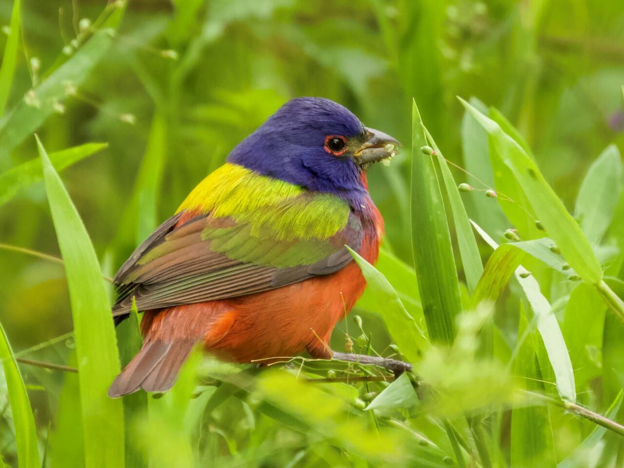 Painted Bunting