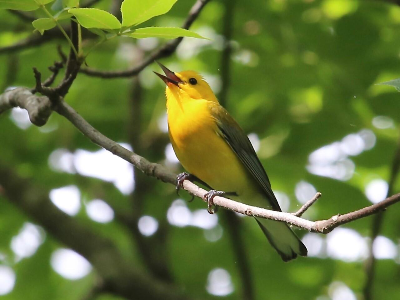 Prothonatary Warbler