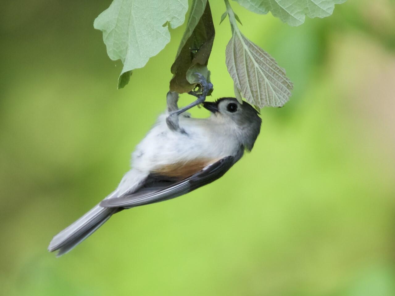 Tufted Titmouse