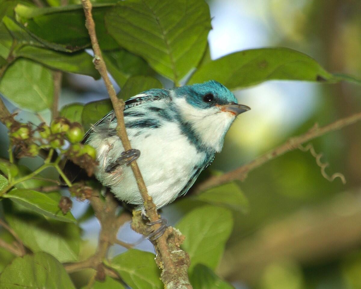 Cerulean Warbler