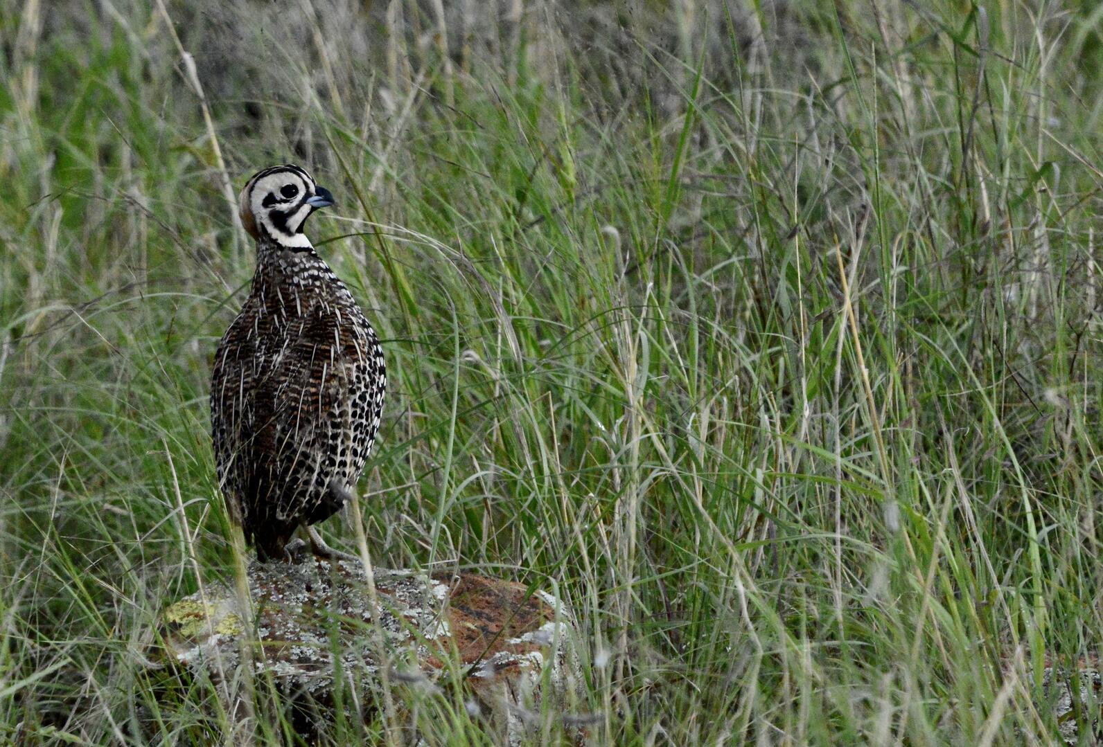 A male Montezuma Quail, an elaborately patterend quail with a round and heavily patterned face, stands tall and alert amongst dense grass.