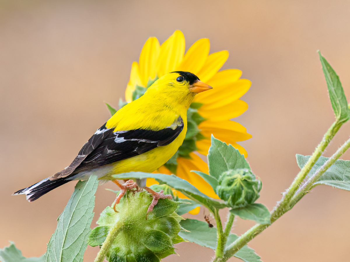 American Goldfinch on Common Sunflower (Helianthus annuus) American Goldfinch on Common Sunflower (Helianthus annuus)
