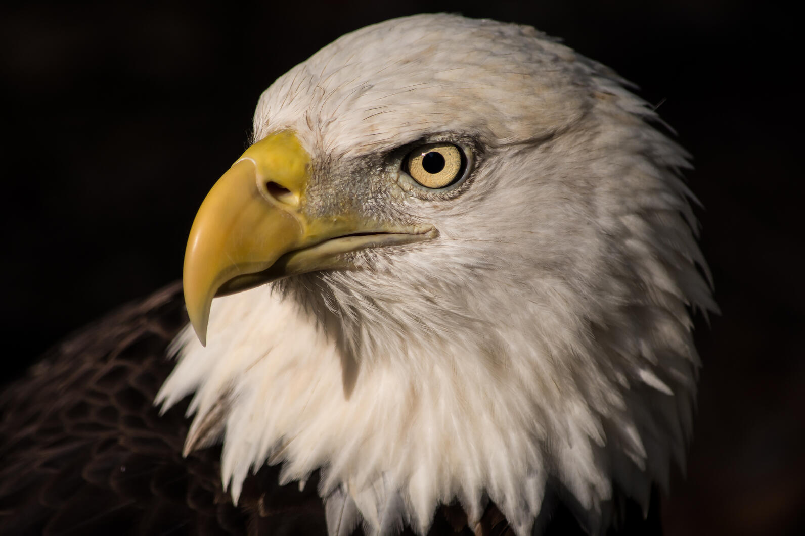 AZ Game & Fish tracking bald eagles around the state