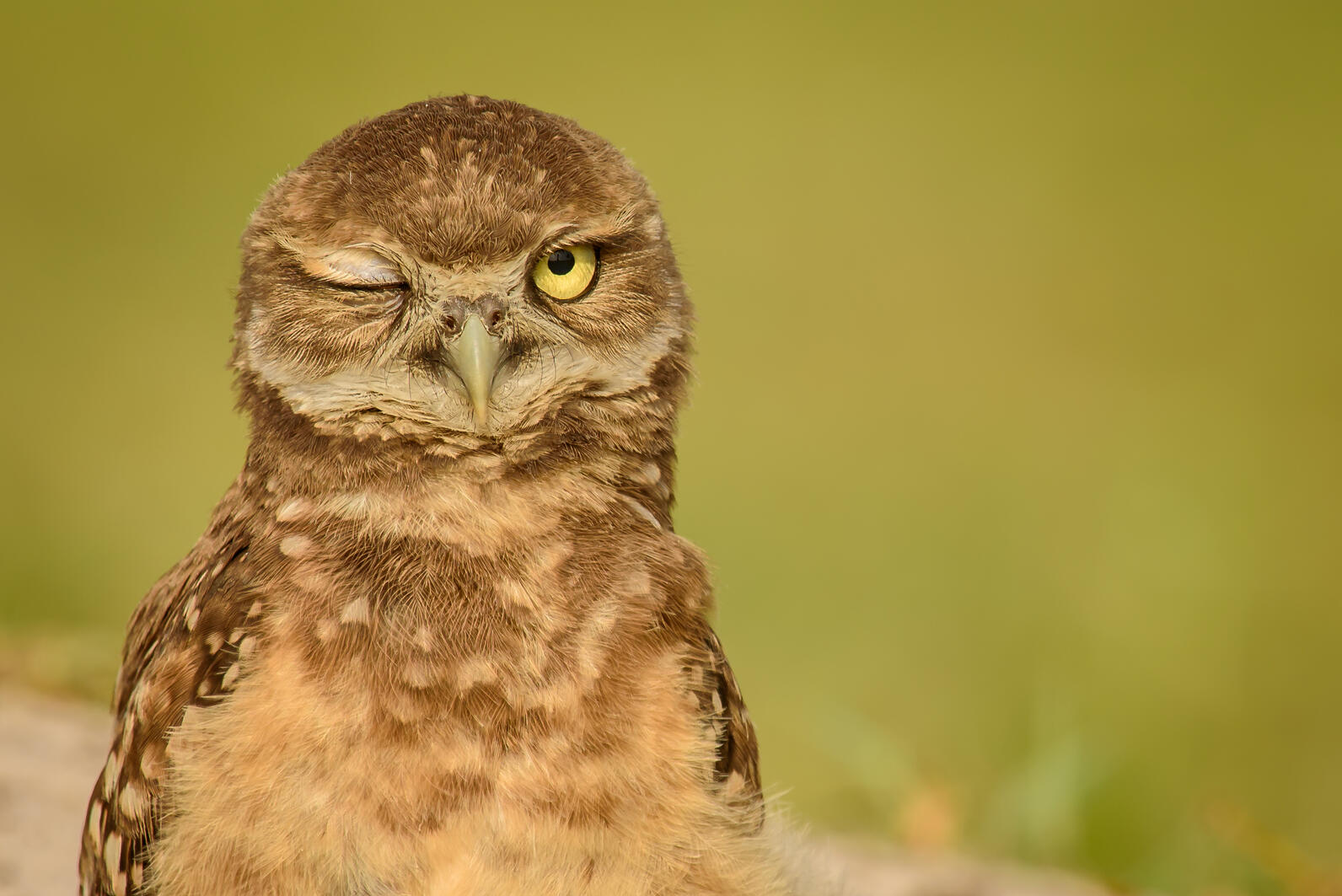 A Burrowing Owl winks at the camera against a blurred yellow-green background.