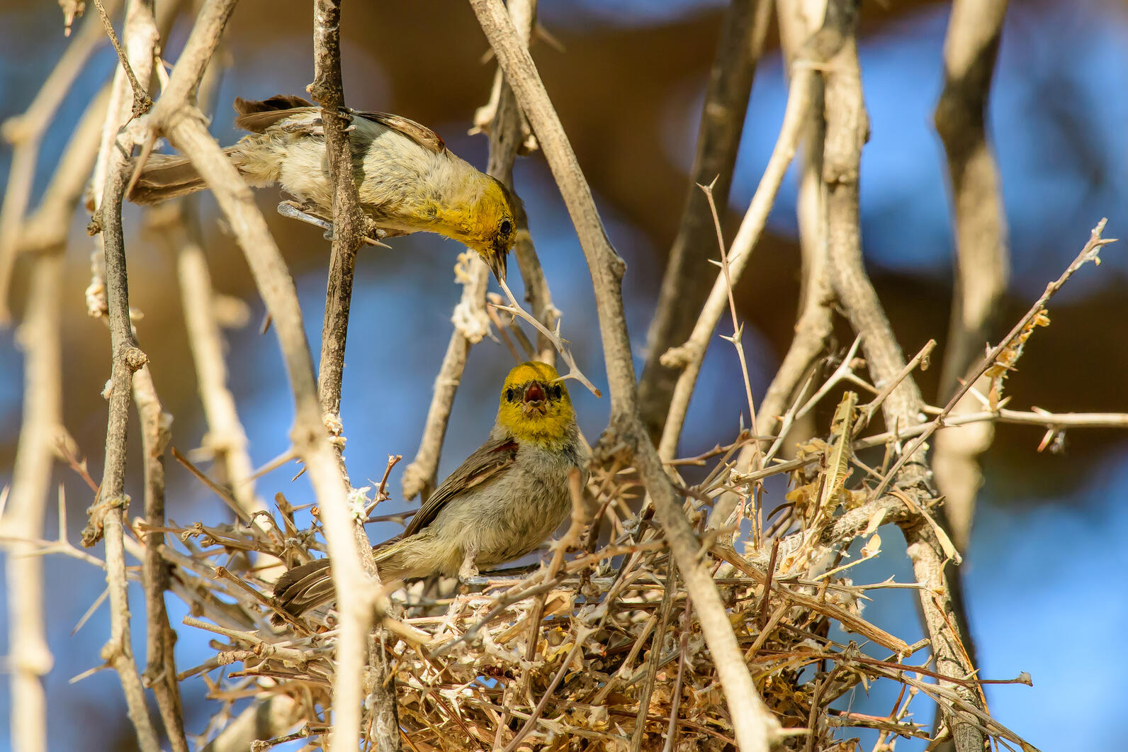 Two Verdin (little gray birds with yellow heads) work on building a nest together. One stands in the half-made nest while the other perches above it with a twig in its mouth.