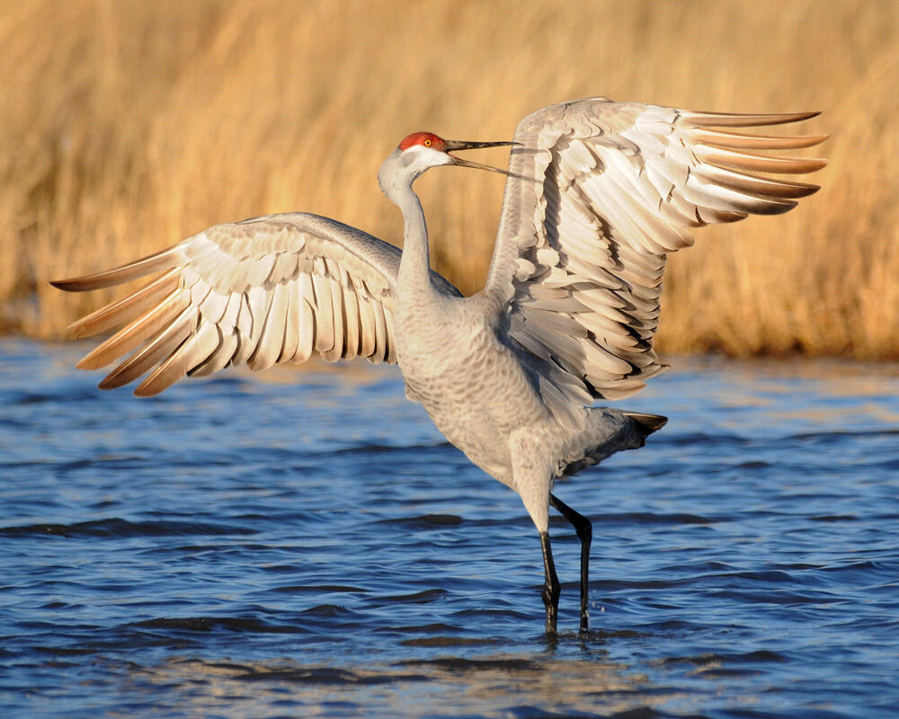 An adult Sandhill Crane, a large, long-legged and long-necked bird with rusty gray plumage and a red cap, stands tall wth bill agape and wings outspread over water as it performs its courtship dance.