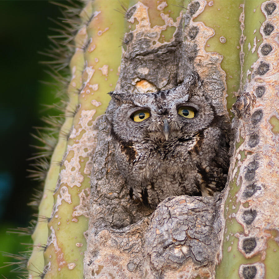 A bleary-eyed Western Screech-Owl peers out from its home inside a saguaro cactus cavity.