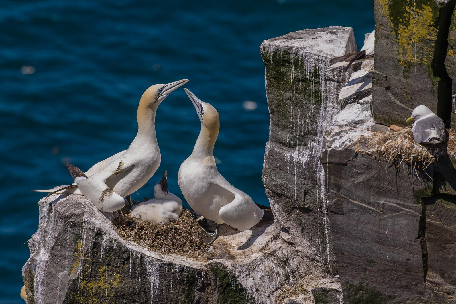 Northern Gannet and Black-legged Kittiwake