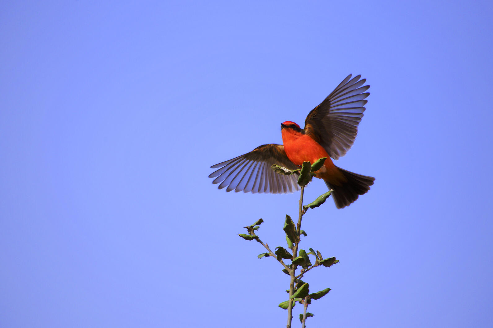 Pájaro en rama