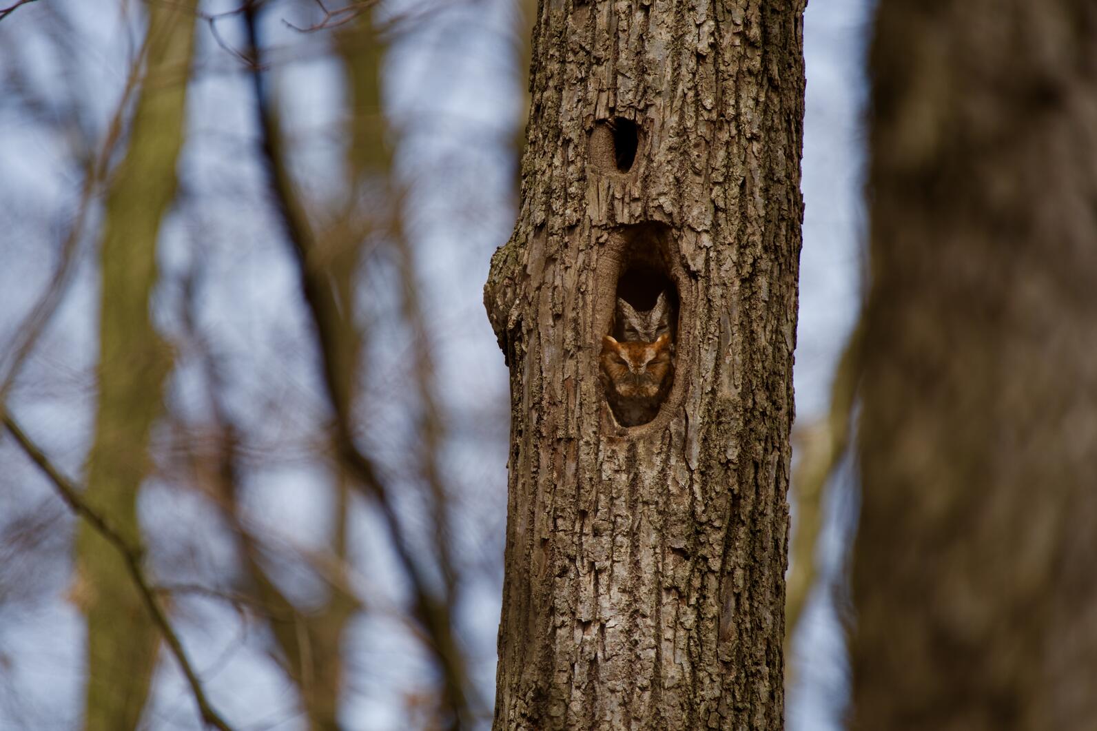 Eastern Screech-Owl