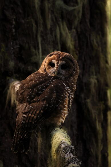 A Spotted Owl perches in dim light against the trunk of a large conifer.