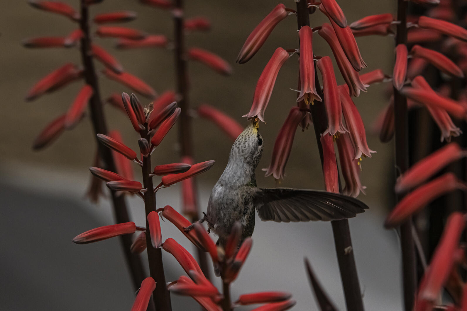 Black-chinned Hummingbird Black-chinned Hummingbird