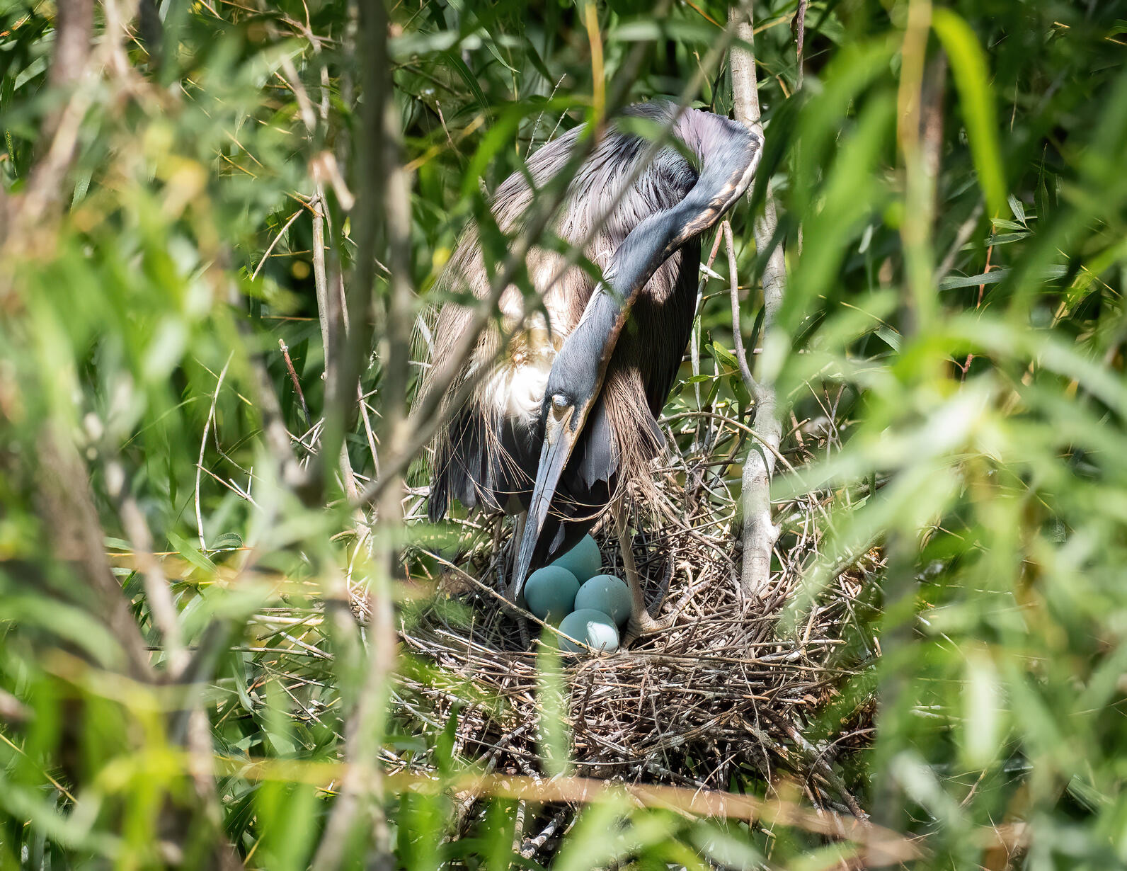 Tricolored Heron