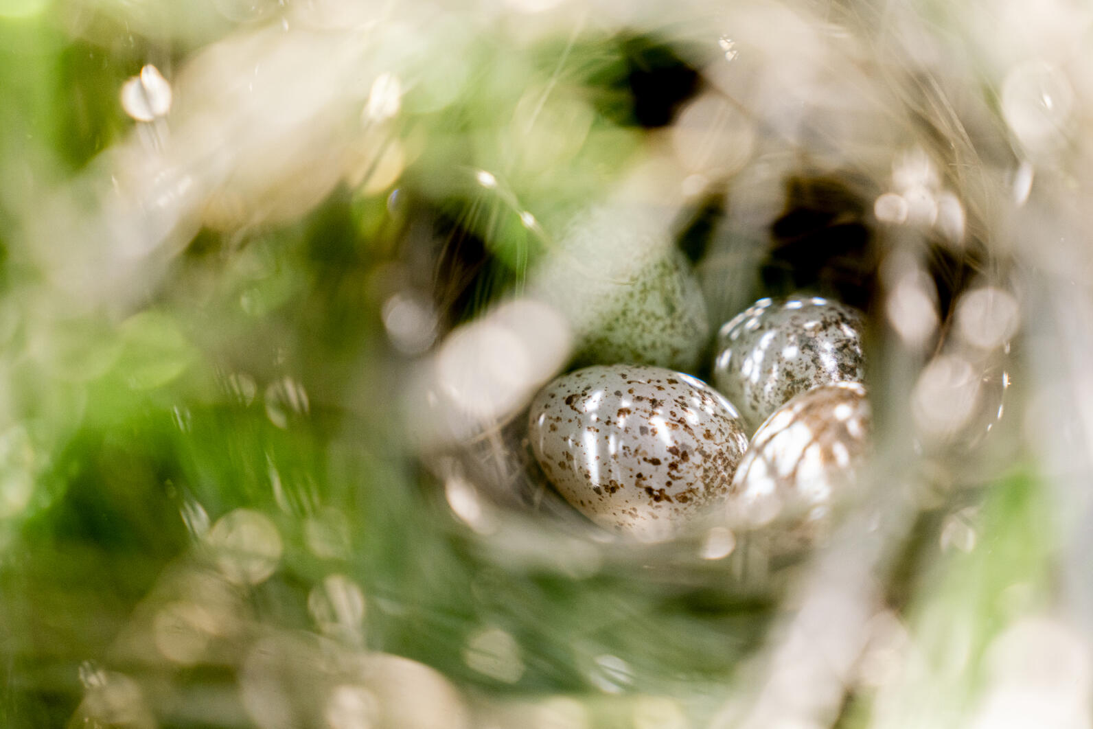 Seaside Sparrow nest