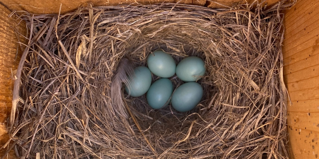 Azure Bluebird nest