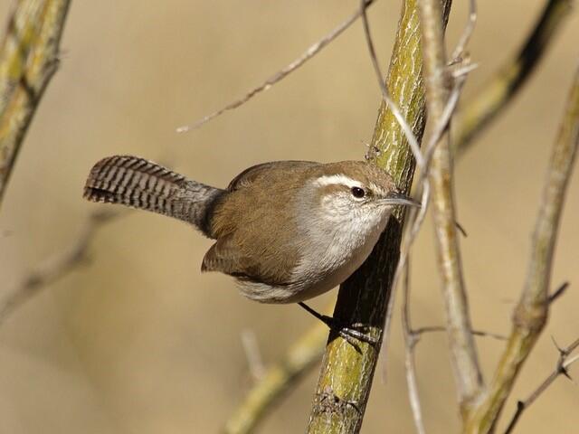 Bewick's Wren