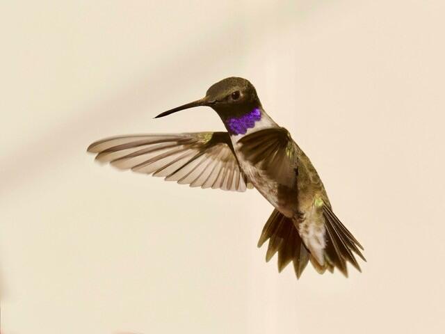 Black-chinned Hummingbird.
