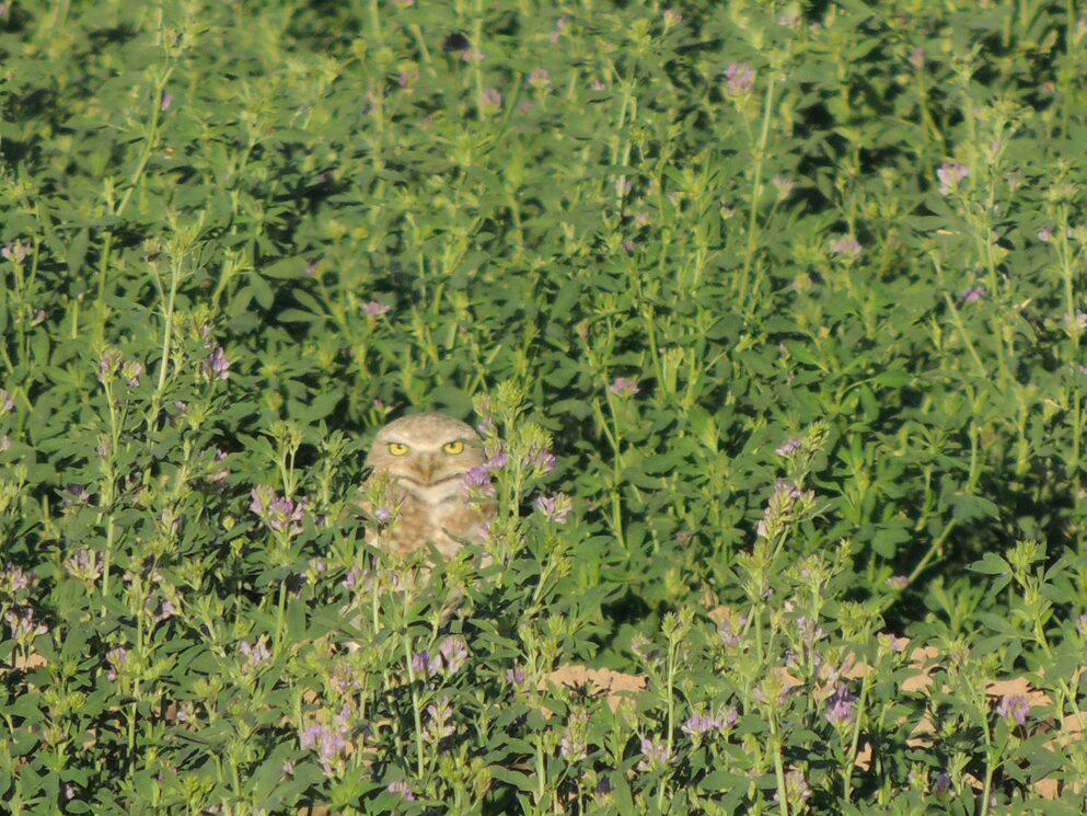 Blondie, a particularly pale Burrowing Owl, stares at the camera while hidden waist deep in a bed of dark green vegetation.