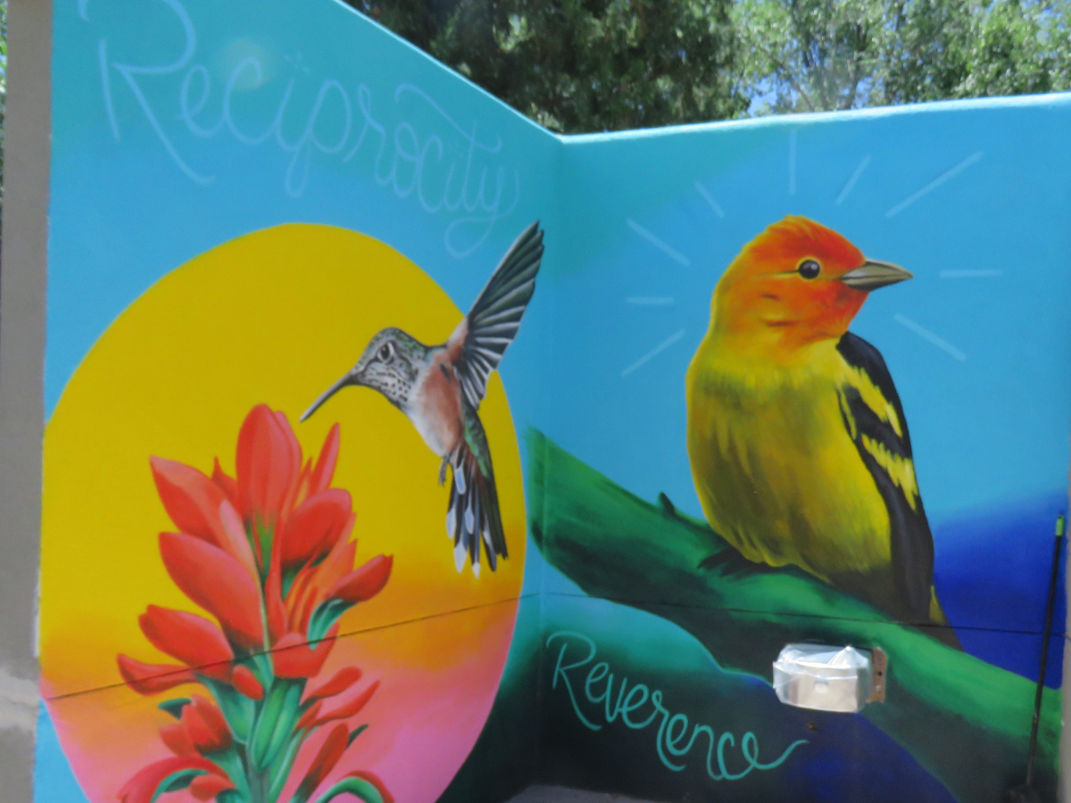 Broad-tailed Hummingbird and Western Tanager Broad-tailed Hummingbird and Western Tanager