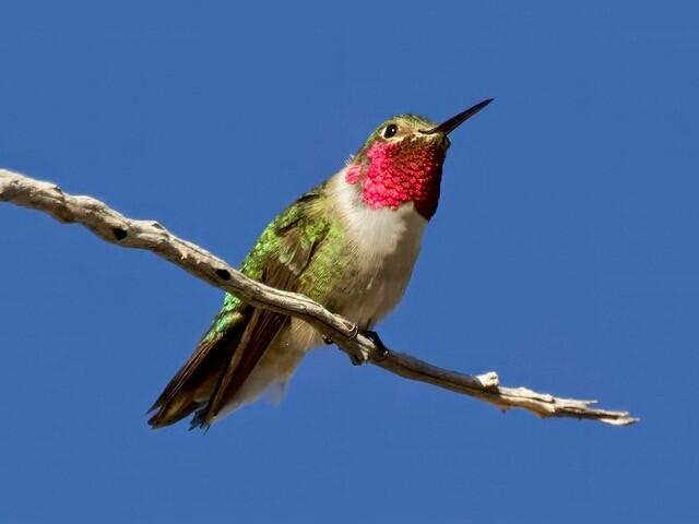 Broad-tailed Hummingbird