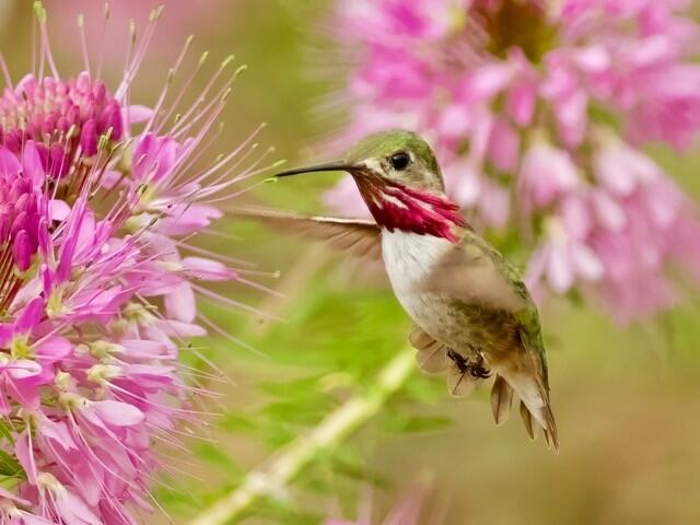 Calliope Hummingbird