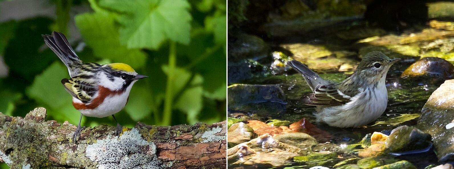 Chestnut-sided Warbler left, Blackpoll Warbler right