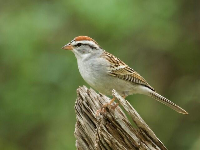 Chipping Sparrow