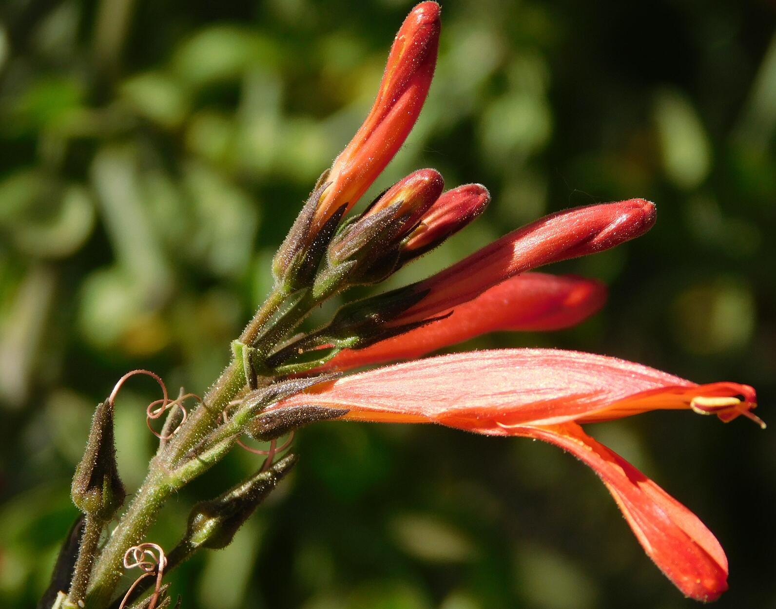 Chuparosa bloom Chuparosa bloom