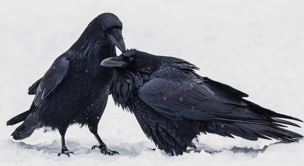 Two Common Ravens in the snow