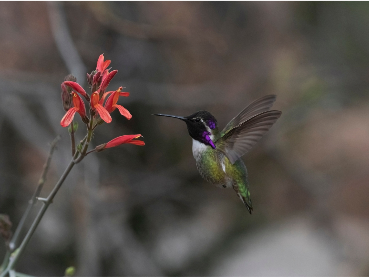 Costa’s Hummingbird visits a Chuparosa (Justicia californica). Costa’s Hummingbird visits a Chuparosa (Justicia californica).