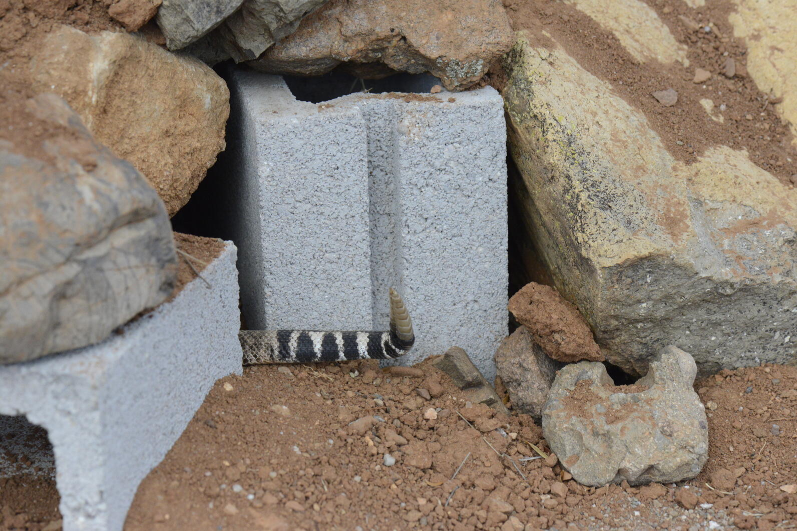 Only the rattle and black-and-white tail bands of a western diamondback rattlesnake are visible as it disappears into a dark hole behind a gray cinder block.