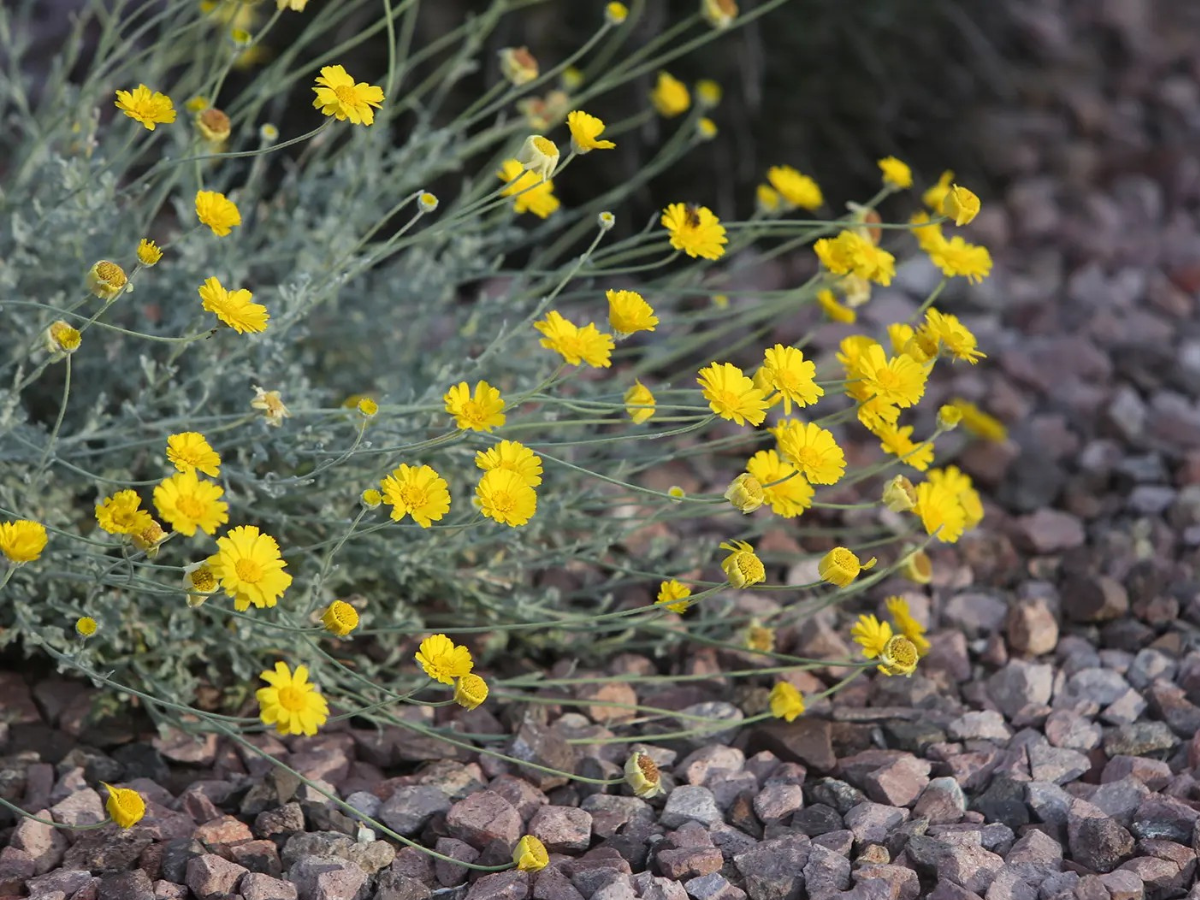 Desert Marigold (Baileya multiradiata) Desert Marigold (Baileya multiradiata)