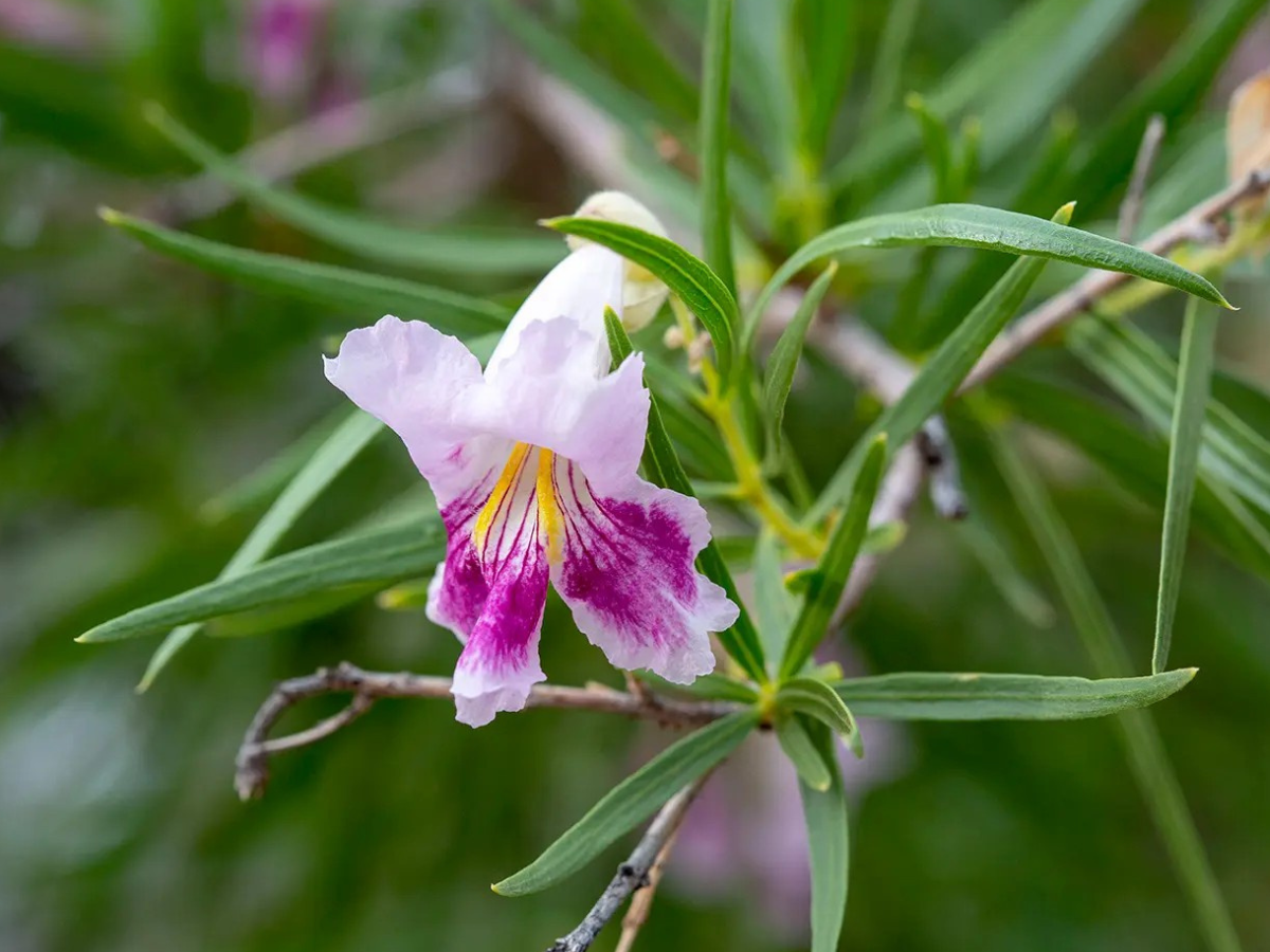 Desert Willow (Chilopsis linearis) Desert Willow (Chilopsis linearis)