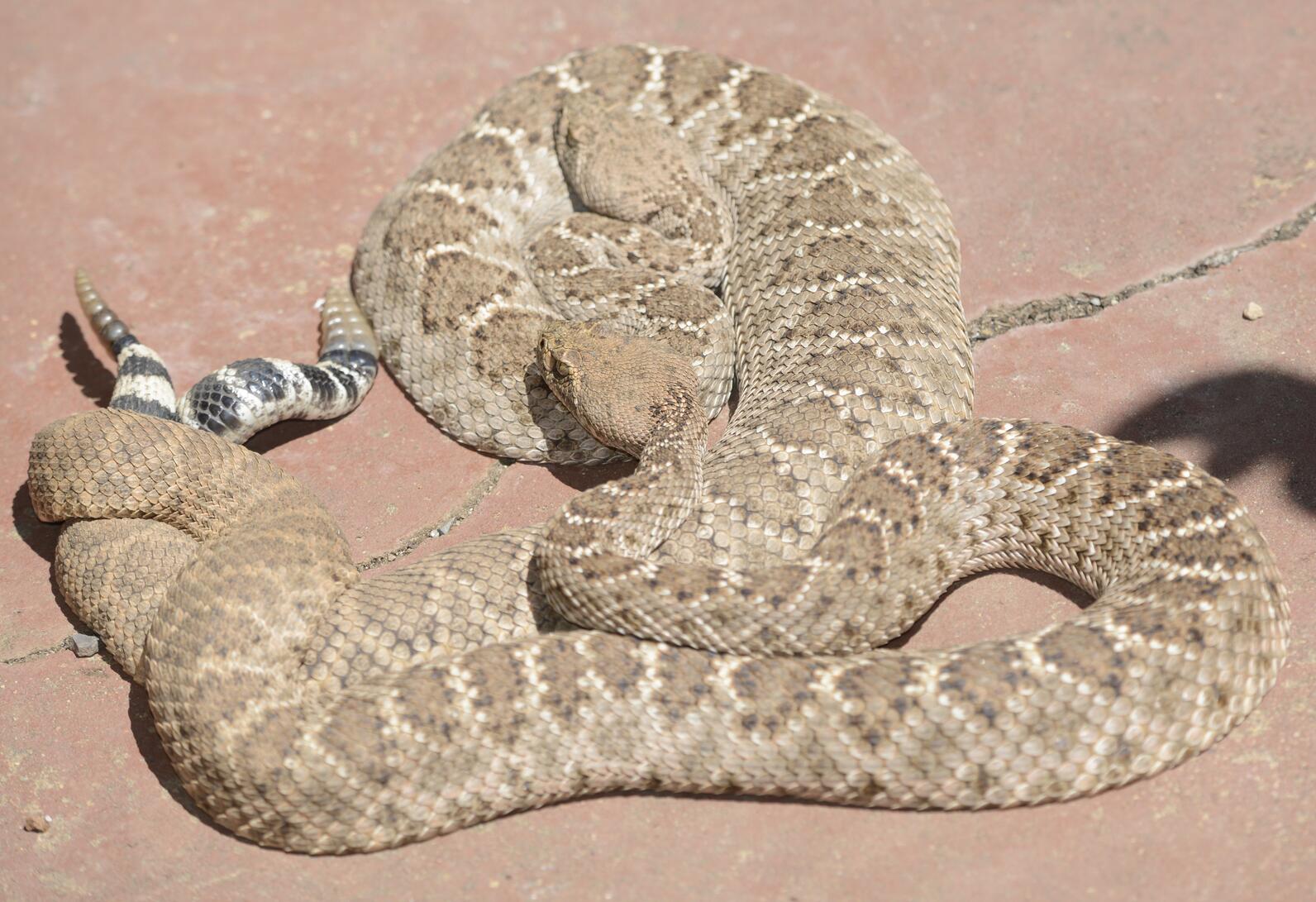 A pair of western diamondbacks, large, sandy-brown rattlesnakes with black-and-white banded tails, coiled together with their tails intwined.