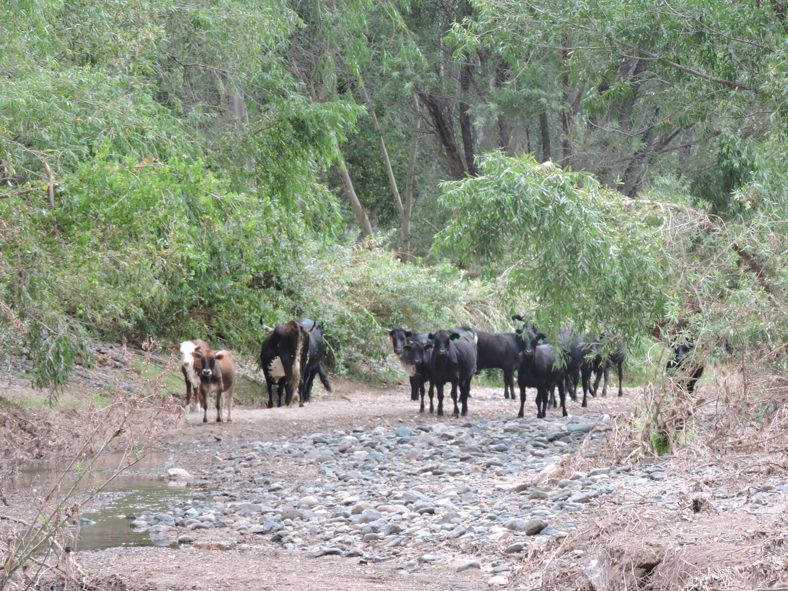 Cattle graze under dense riparian canopy along the Agua Fria River.