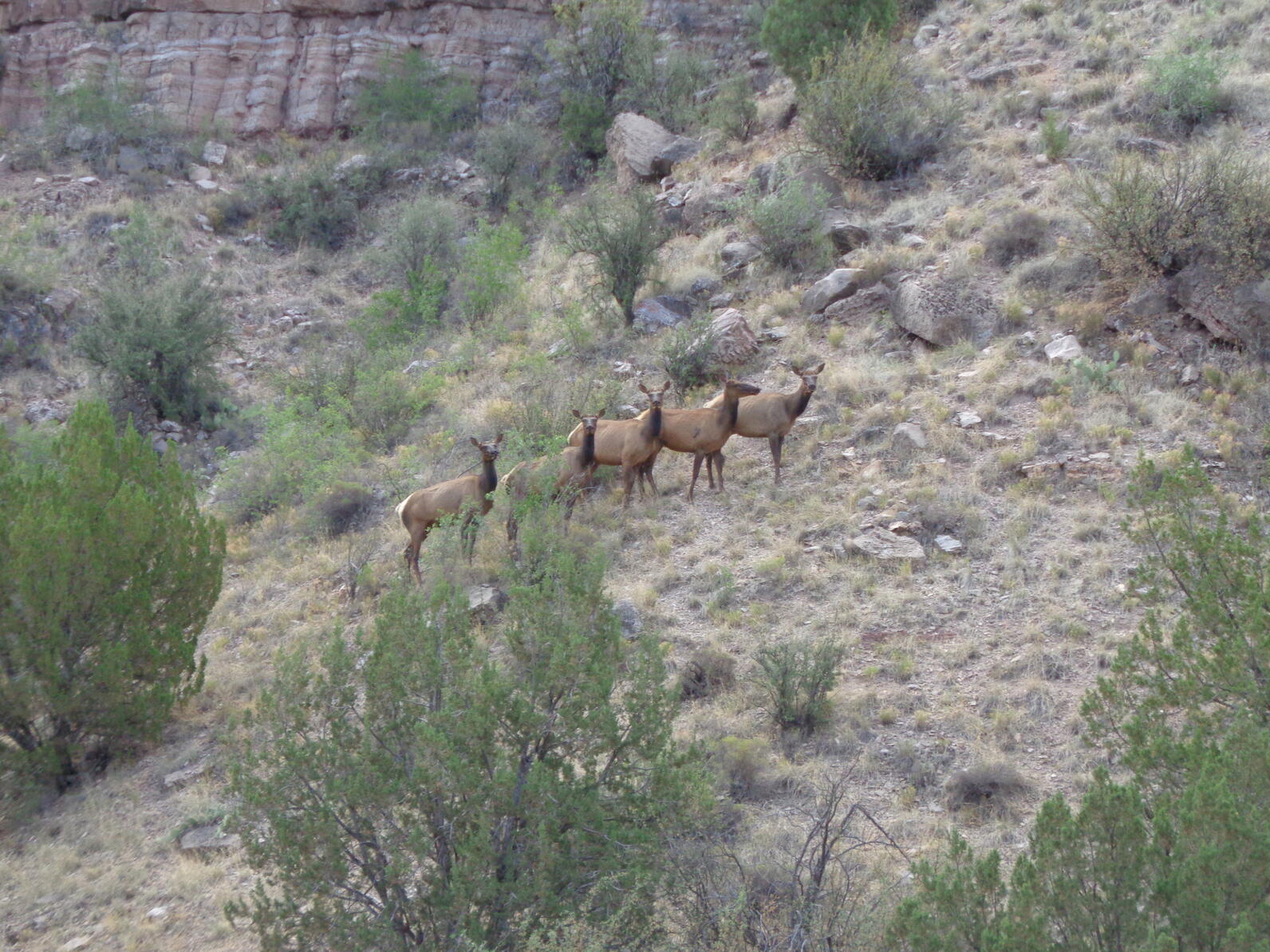 A group of cow elk along the Upper Verde Springs Yellow-billed Cuckoo survey transect.
