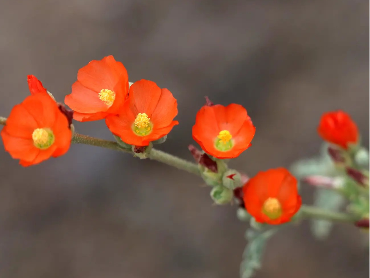 Globe Mallow (Sphaeralcea ambigua). Globe Mallow (Sphaeralcea ambigua).