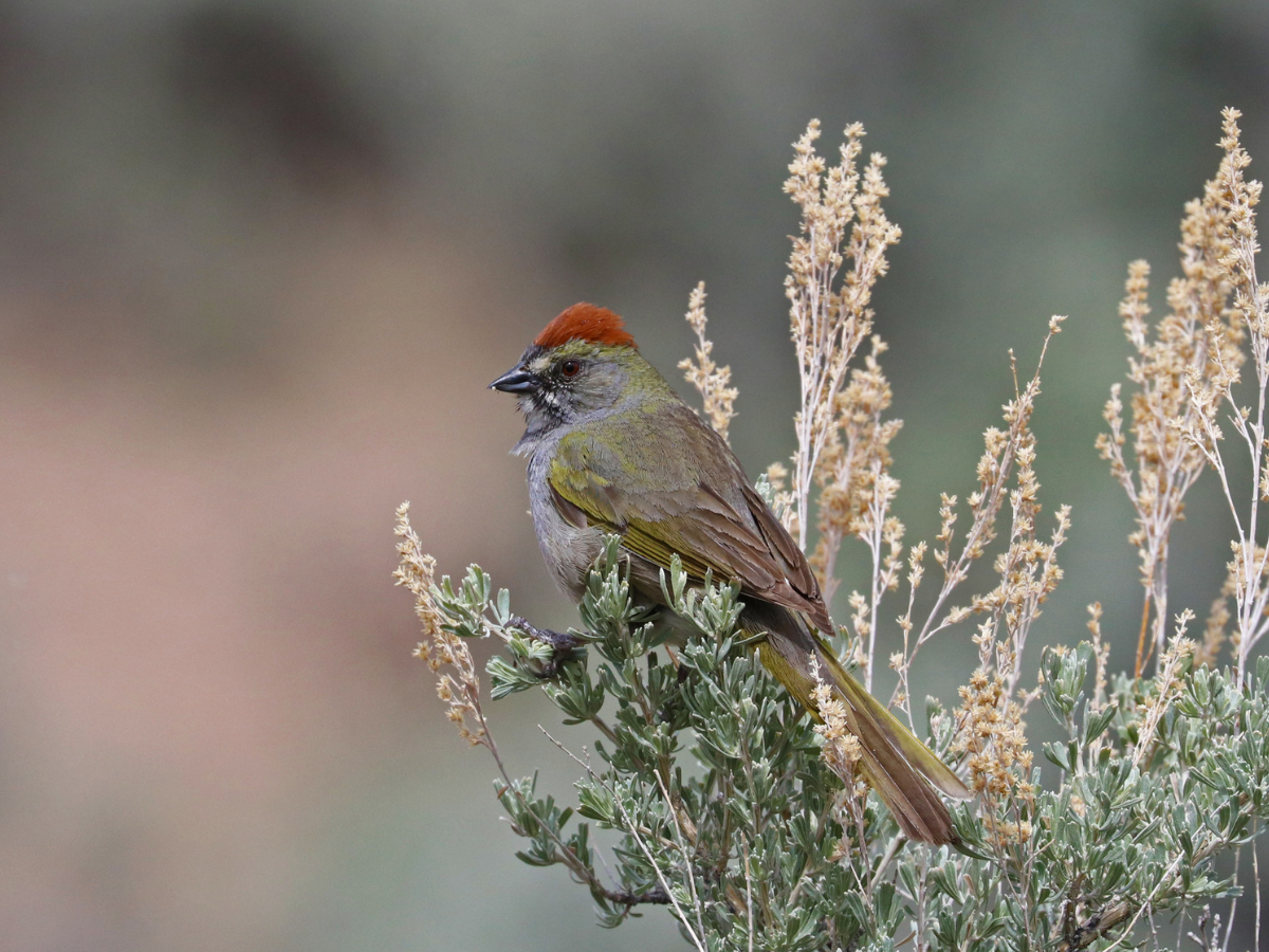 Green-tailed Towhee perched on Big Sage (Artemisia tridentata). Green-tailed Towhee perched on Big Sage (Artemisia tridentata).