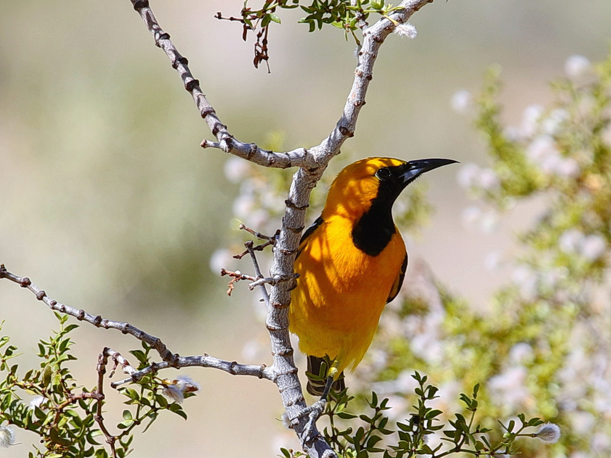 Hooded Oriole on Creosote (Larrea tridentata). Hooded Oriole on Creosote (Larrea tridentata).
