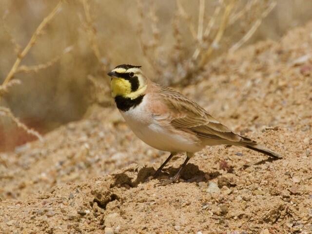 Horned Lark