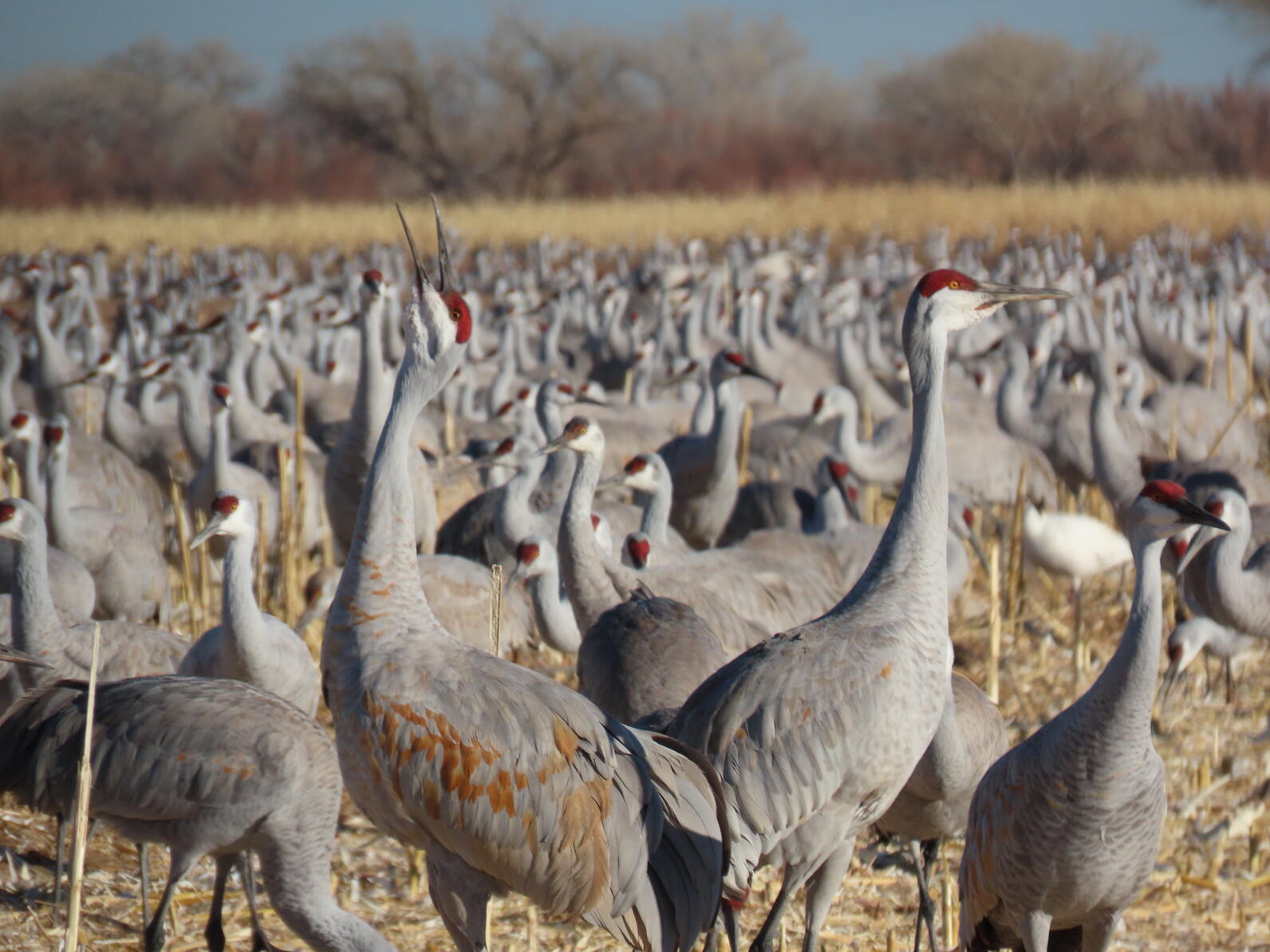 COLUMN: Sandhill cranes are once again making noise in area - Orillia News