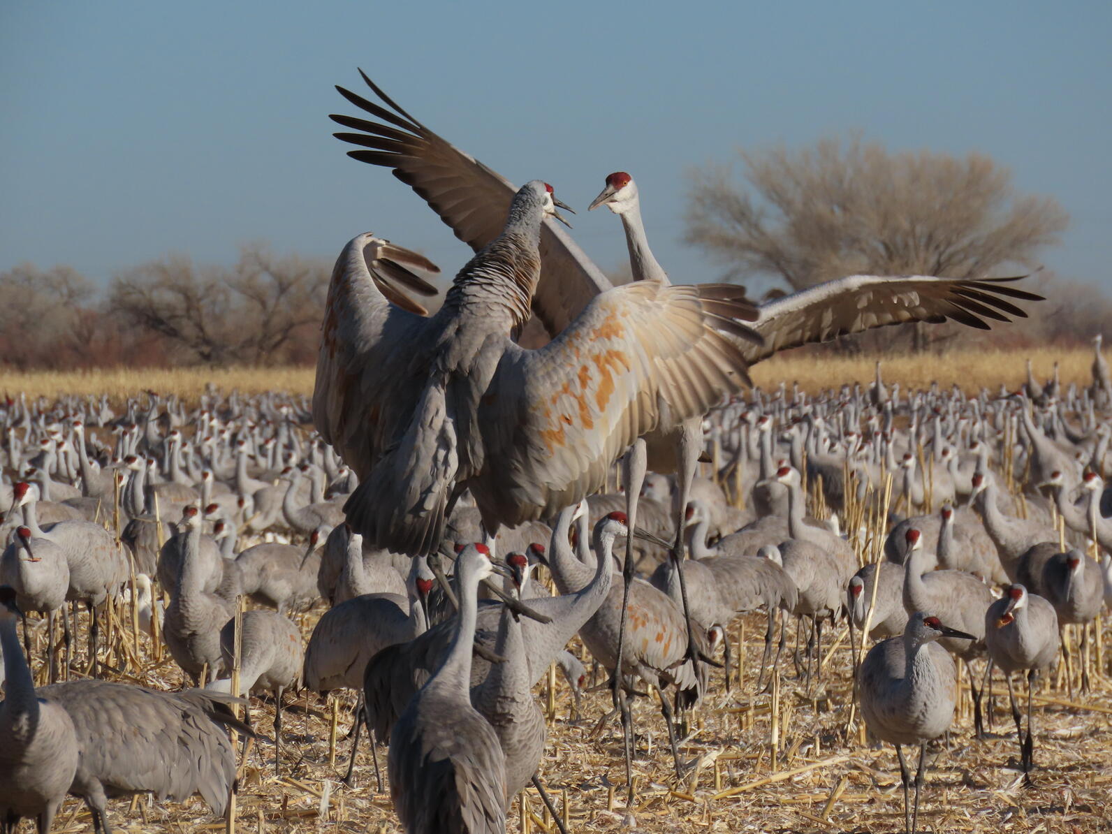 Sandhill Cranes