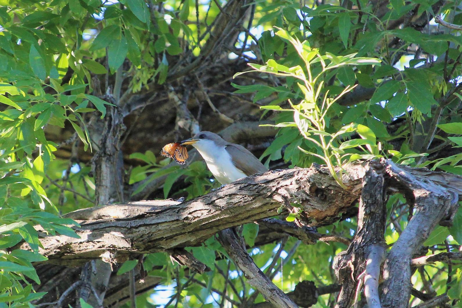 A Western Yellow-billed Cuckoo perches on a branch in a big leafy green tree with a Queen Butterfly in its beak.